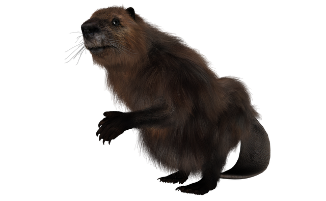 海狸 啮齿动物 动物 - 上的免费图片