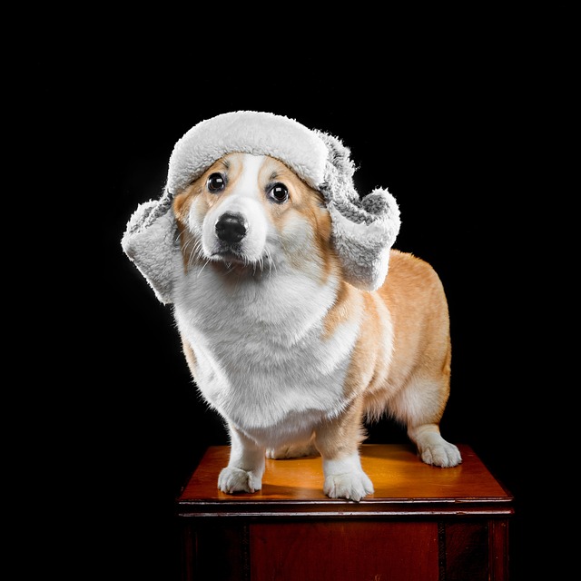 Dog Corgi 宠物 - 上的免费照片