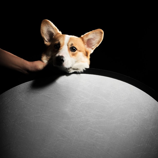 Dog Corgi 狗 - 上的免费照片