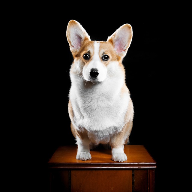 Dog Corgi 狗 - 上的免费照片