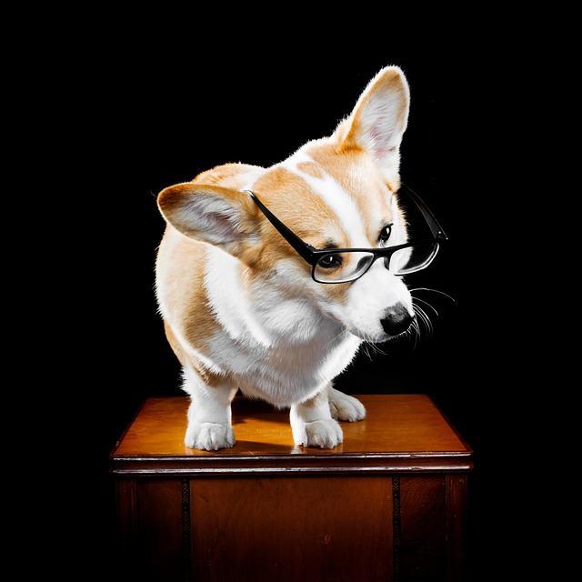 Dog Corgi 狗 - 上的免费照片