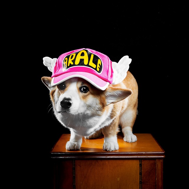 Dog Corgi 狗 - 上的免费照片