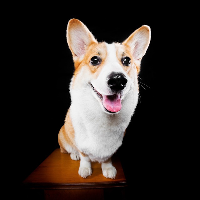 Dog Corgi 狗 - 上的免费照片
