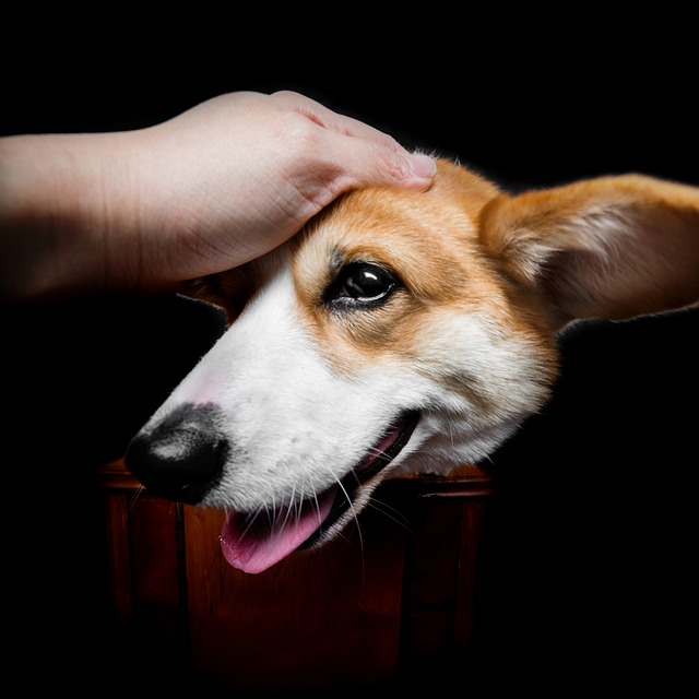 Dog Corgi 狗 - 上的免费照片