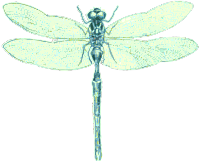 蜻蜓 以Odonata 昆虫 - 上的免费图片