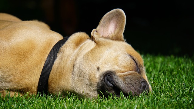 法国斗牛犬 狗 宠物 - 上的免费照片