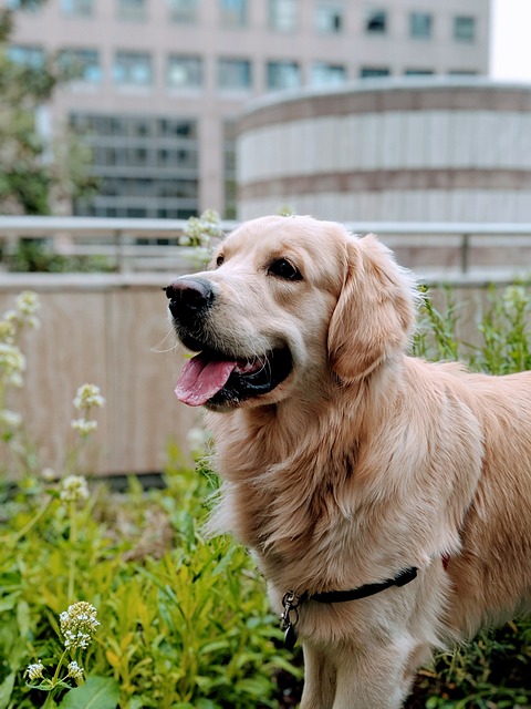 金毛猎犬 狗 宠物 - 上的免费照片