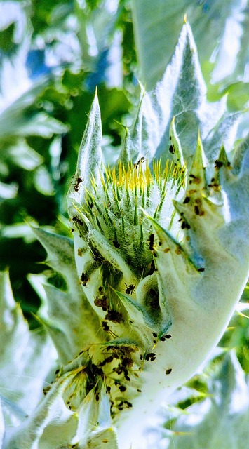 蓟 驴蓟 蚂蚁 - 上的免费照片