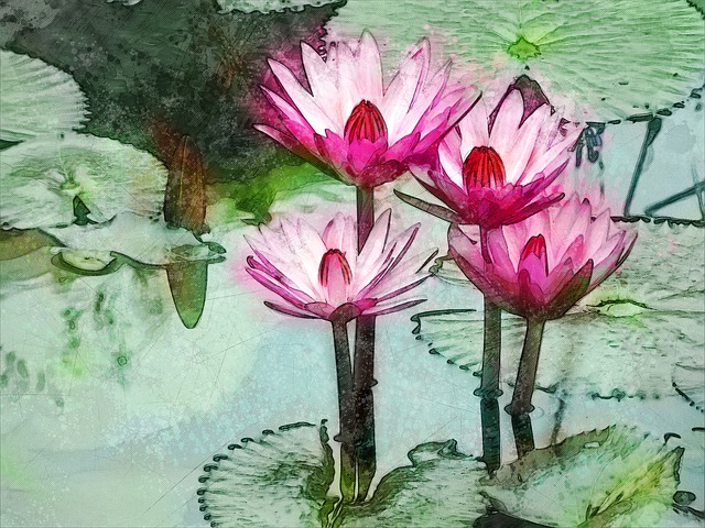 亚洲 老挝 荷花 - 上的免费图片