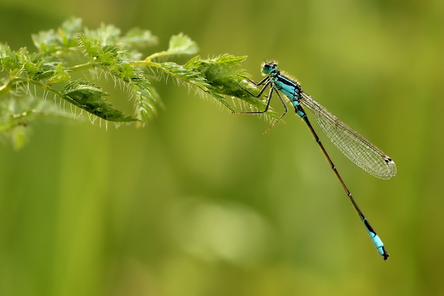 蜻蜓 昆虫 特写 - 上的免费照片
