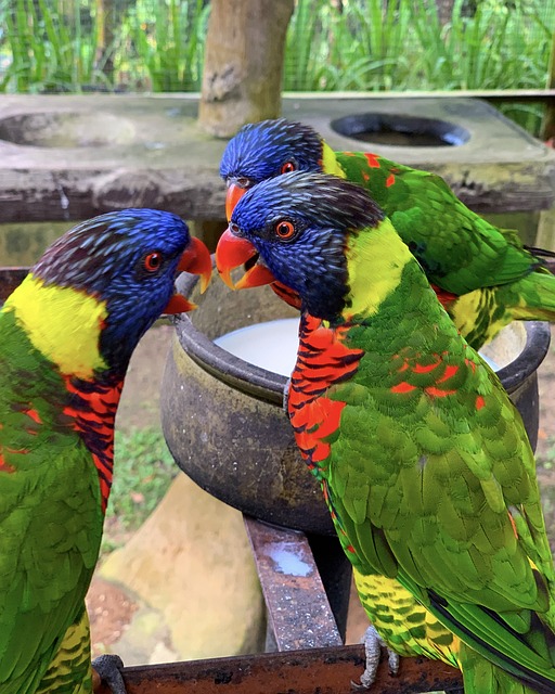 彩虹鹦鹉 鸟 丰富多彩的 - 上的免费照片