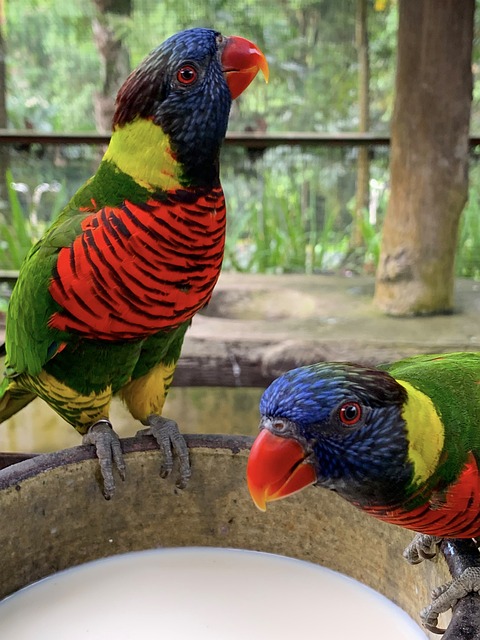 彩虹鹦鹉 鸟 丰富多彩的 - 上的免费照片