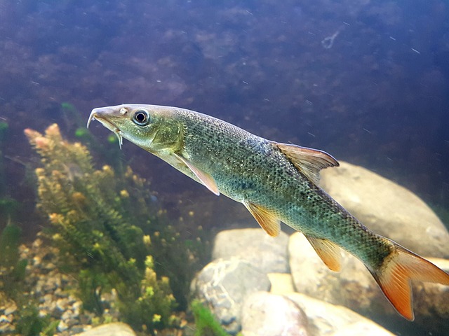 鱼 巴比 水域 - 上的免费照片