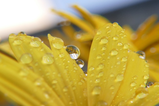 花 苏美尔 植物 - 上的免费照片