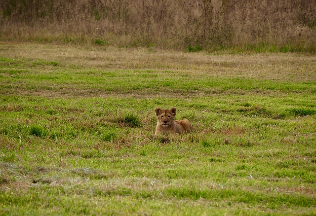 狮子 小狮子 野生动物 - 上的免费照片