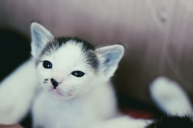 猫 Babycat 模糊 - 上的免费照片