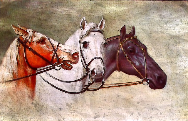 马 动物 白色的 - 上的免费图片