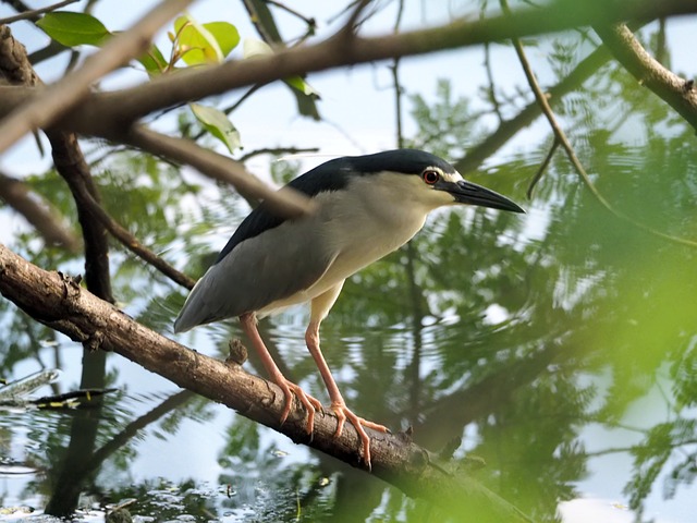 夜鹭 荒野 野生动物 - 上的免费照片
