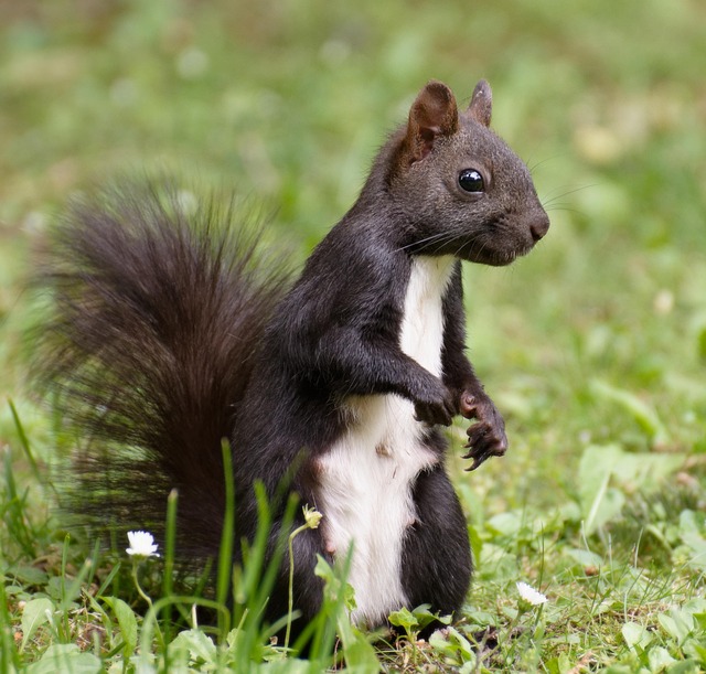 松鼠 啮齿动物 可爱的 - 上的免费照片