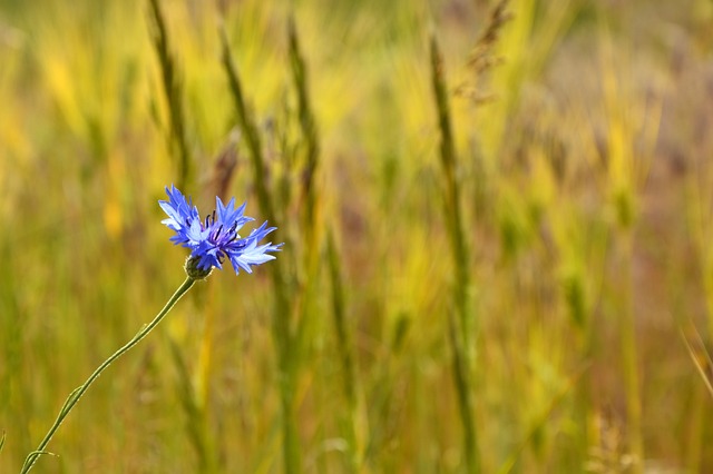 矢车菊 齐恩 复合材料 - 上的免费照片