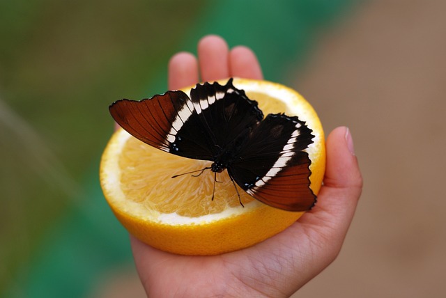 蝴蝶 Siproeta Epaphus 中美洲 - 上的免费照片
