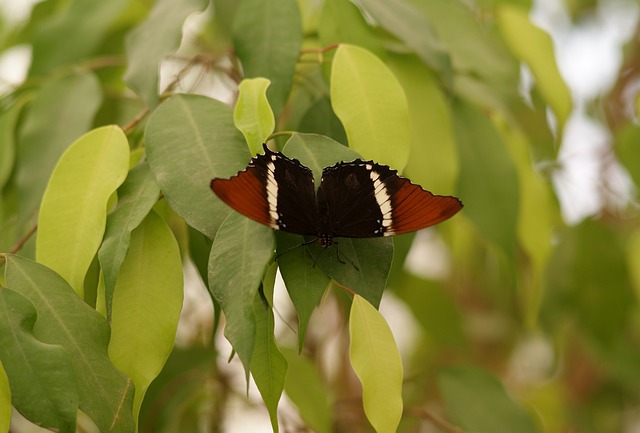 蝴蝶 Siproeta Epaphus 南美洲 - 上的免费照片