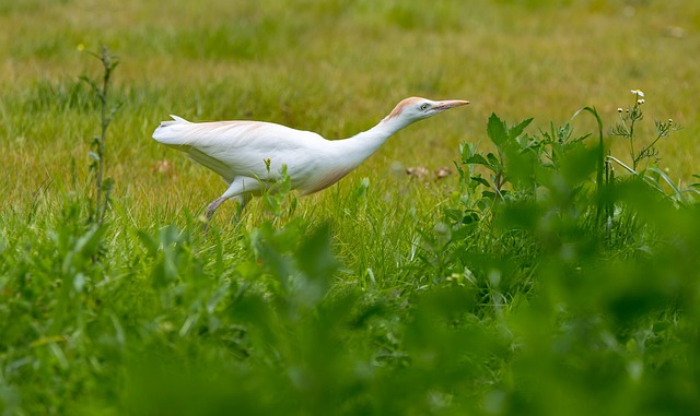 牛背鹭 鸟 性质 - 上的免费照片