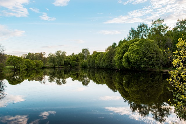 森林 景观 自然 - 上的免费照片