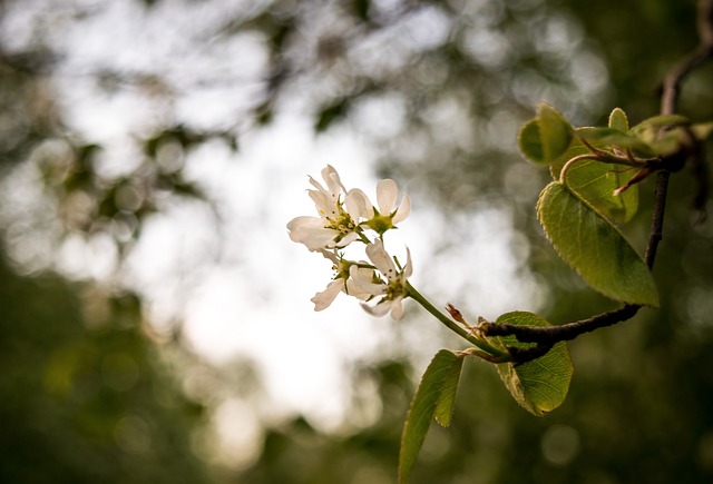 森林 景观 自然 - 上的免费照片