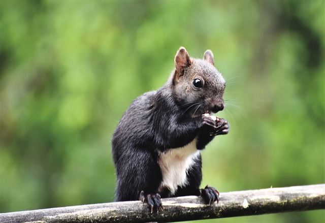 松鼠 橡木猫 啮齿动物 - 上的免费照片