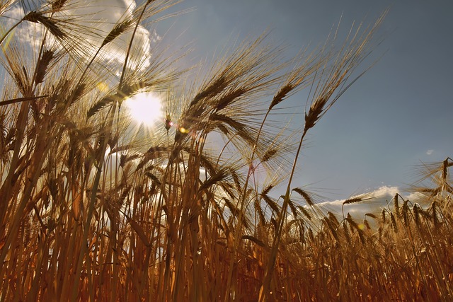粮食 粮田 大麦 - 上的免费照片