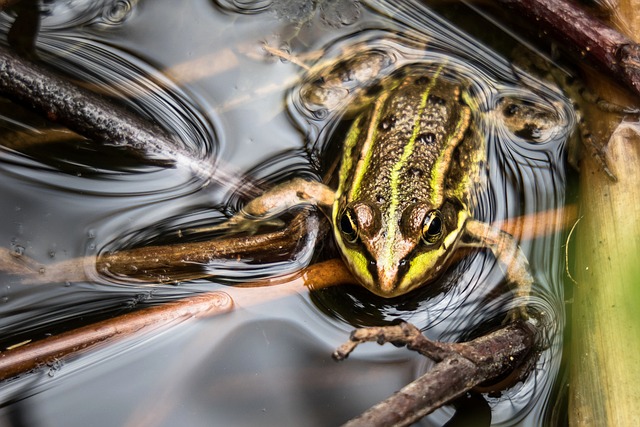 青蛙 手表 持有 - 上的免费照片