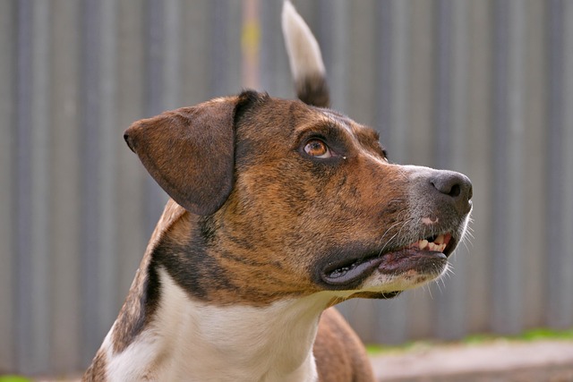 狗 Stafordterier 外部 - 上的免费照片