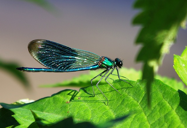 蜻蜓 美人鱼 蓑羽 - 上的免费照片