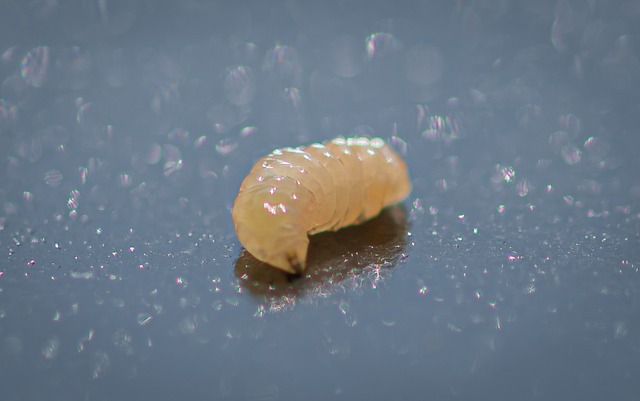 制成 樱桃果蝇 虫 - 上的免费照片