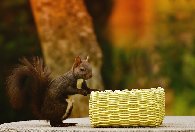 松鼠 啮齿动物 可爱的 - 上的免费照片