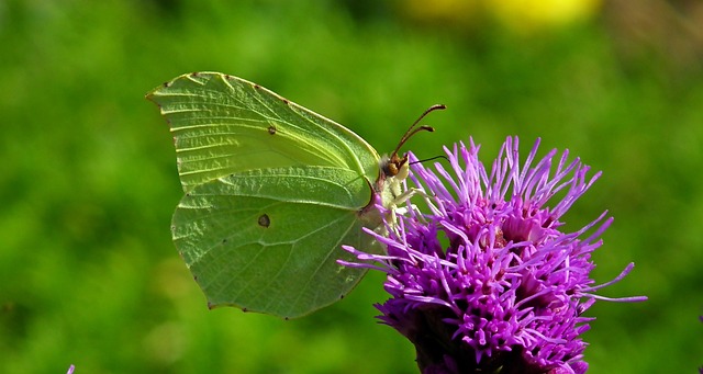 蝴蝶 昆虫 花 Latria - 上的免费照片