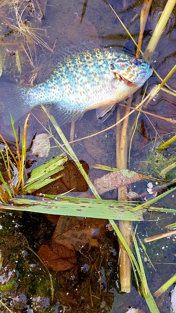 鱼 Cichlid 侧卧位 - 上的免费照片