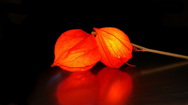 酸浆 灯笼花 花 - 上的免费照片