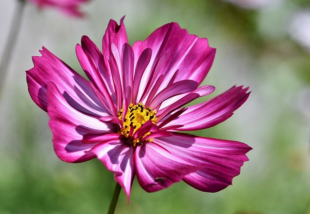 Cosmea 花 开花 - 上的免费照片