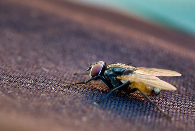 飞 昆虫 自然 - 上的免费照片
