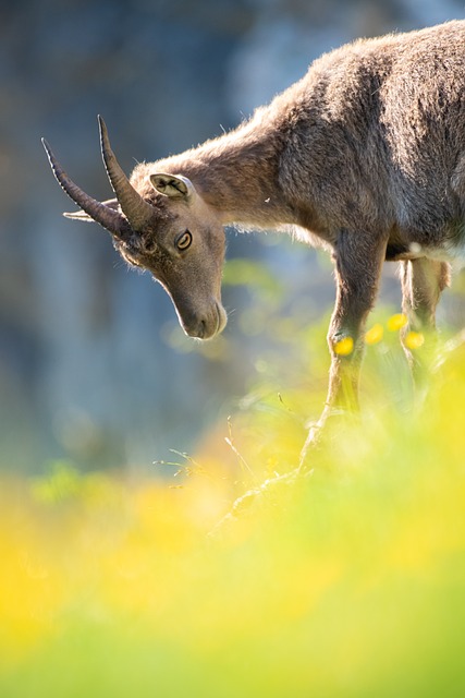 高山山羊 哺乳动物 动物 - 上的免费照片