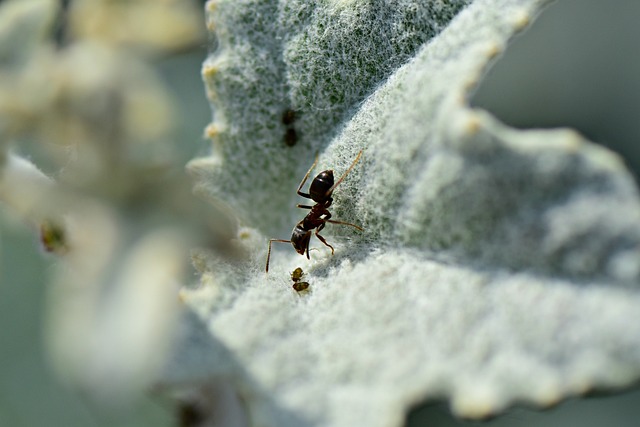 蚂蚁 昆虫 动物 - 上的免费照片