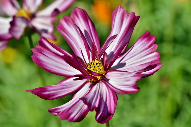 Cosmea 花 开花 - 上的免费照片