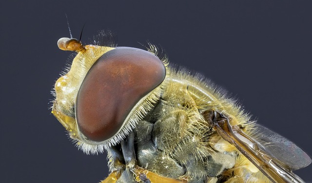 Hoverfly 昆虫 自然 - 上的免费照片