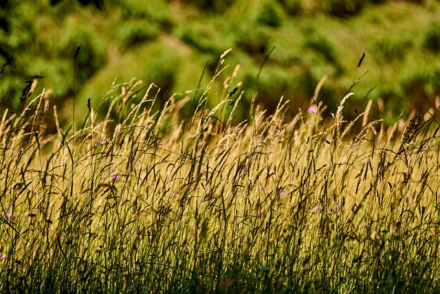草地 草 吻 - 上的免费照片