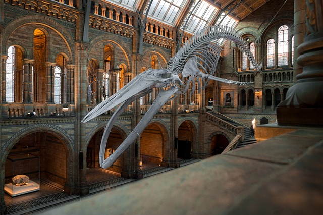 国家历史博物馆 蓝鲸骨架 展览 - 上的免费照片