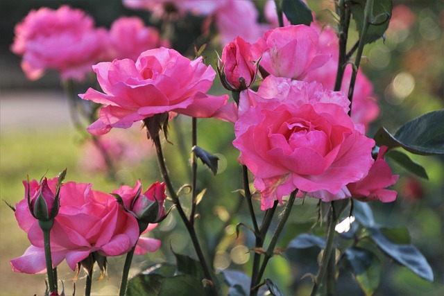 粉色的 玫瑰 当然 - 上的免费照片