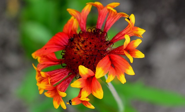Gaillardia大张旗鼓 花 开花 - 上的免费照片