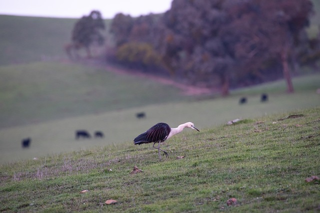 白颈鹭 苍鹭 太平洋鹭 - 上的免费照片